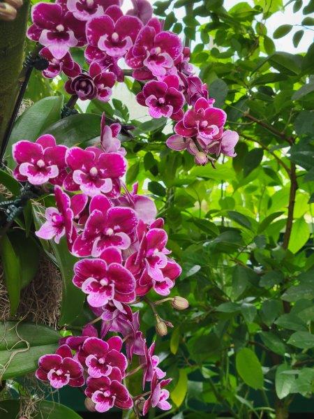 Pink orchids 