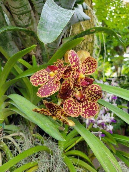 Yellow and red dotted orchids