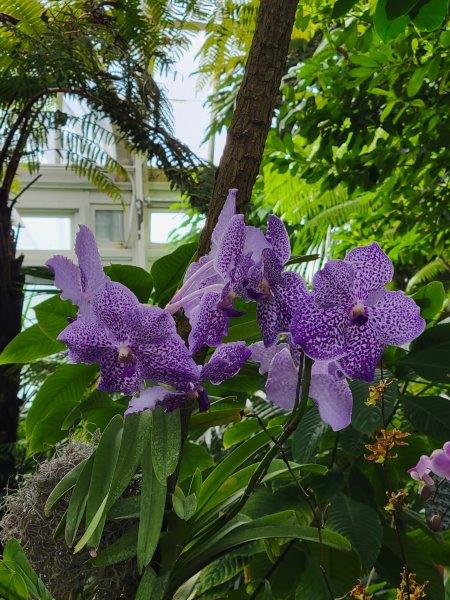 Purple orchids