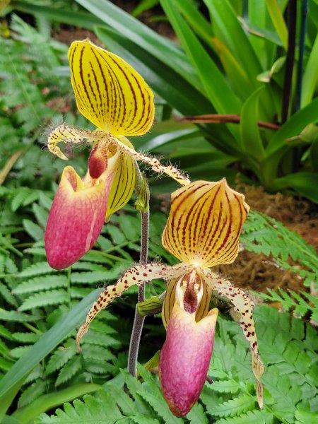 Slipper orchids