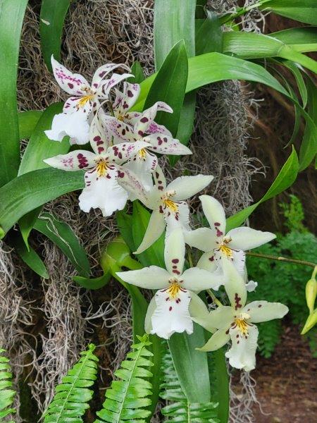 White orchids with pink accents