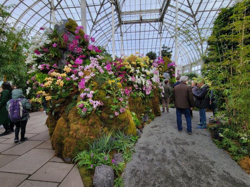 Mountains of orchids all along the exhibit