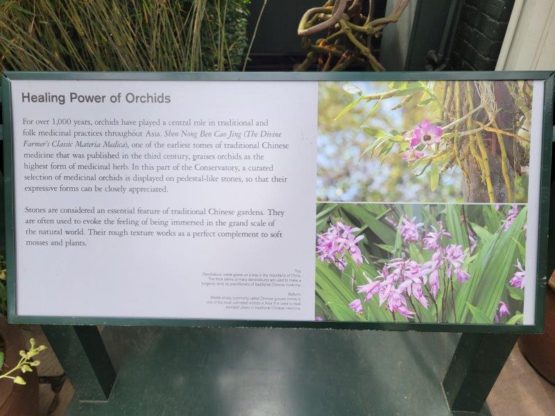 Healing Power of orchids in traditional medicinal practices in Asia explained