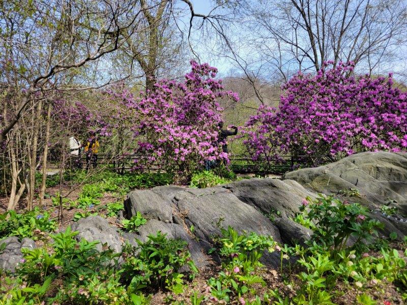 Blooming trees in Central Park