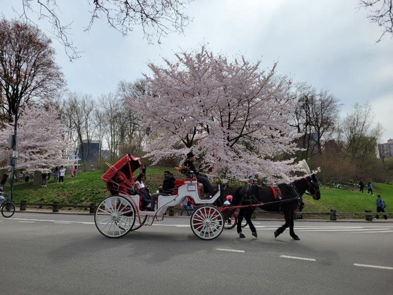 Cherry Blossoms and Horse Carriage in Central Park