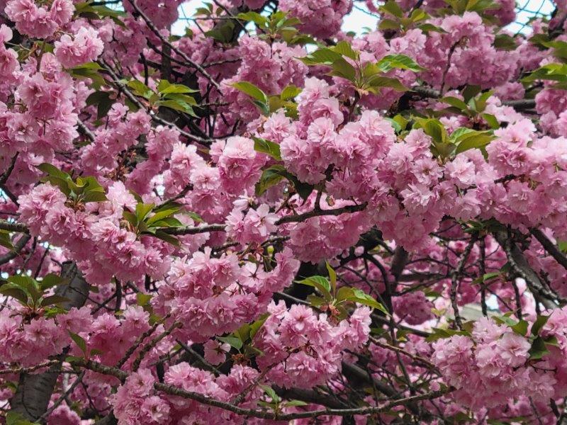 Peak bloom with pink flowers