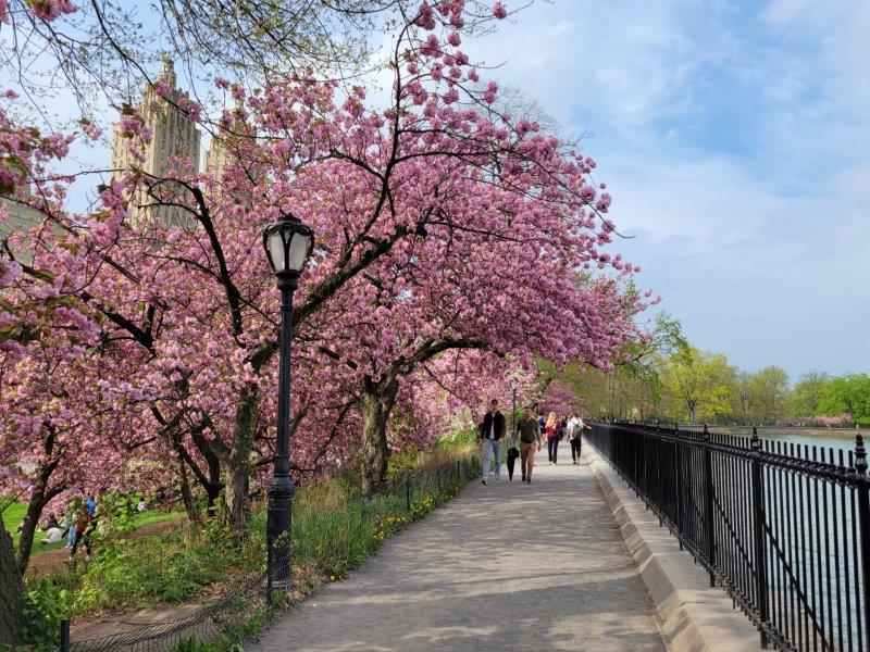 Cherry Blossoms at the Central Park Reservoir