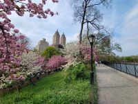 Central Park Cherry Blossoms