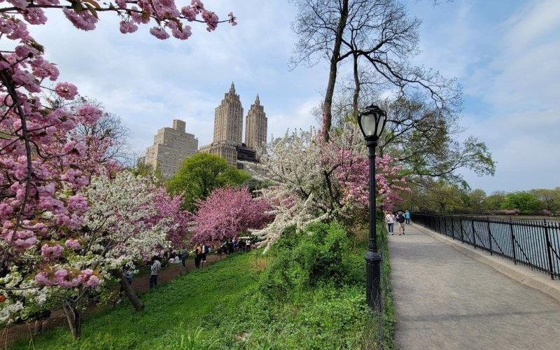 Central Park Cherry Blossoms