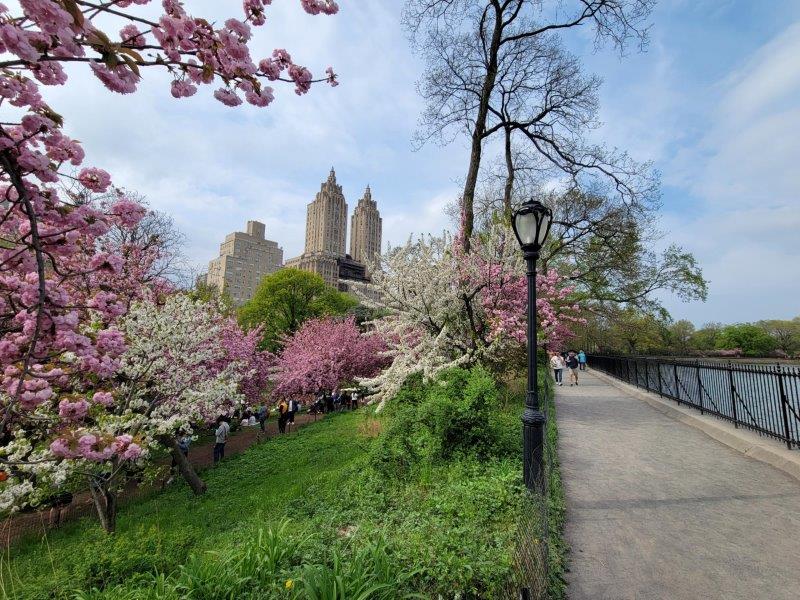 Cherry blossoms at Central Park along west side of the the reservoir 