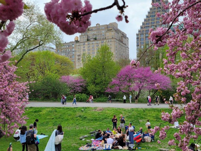 New Yorkers in Central Park sitting on lawns under Cherry Blossom trees