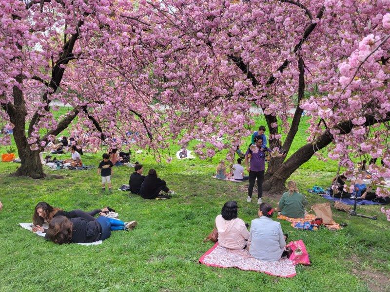 New Yorkers in Central Park sitting on lawns under Cherry Blossom trees