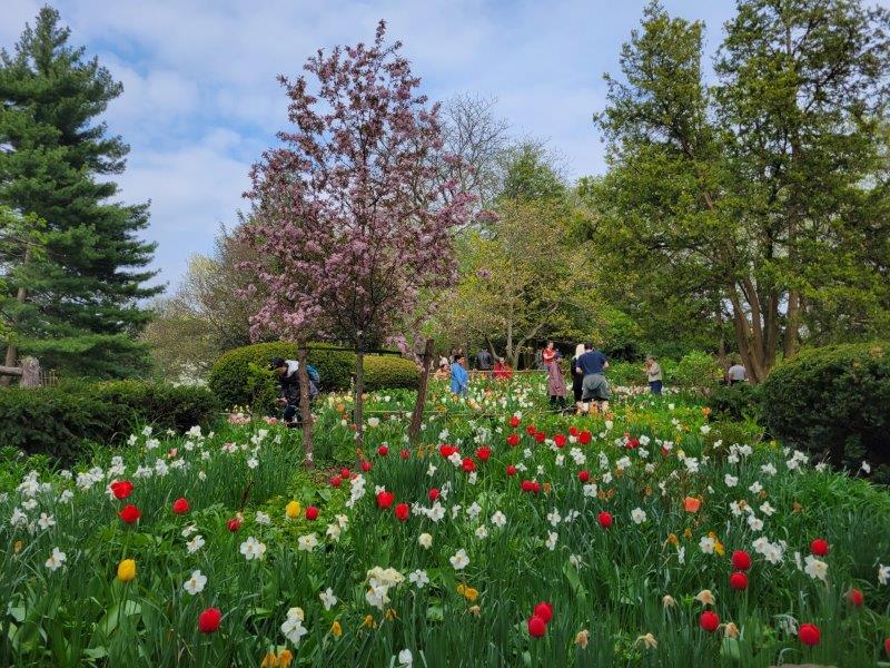 Trees in full bloom at Shakespeare's Garden