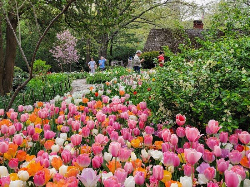 Tulips in full bloom at Shakespeare's Garden