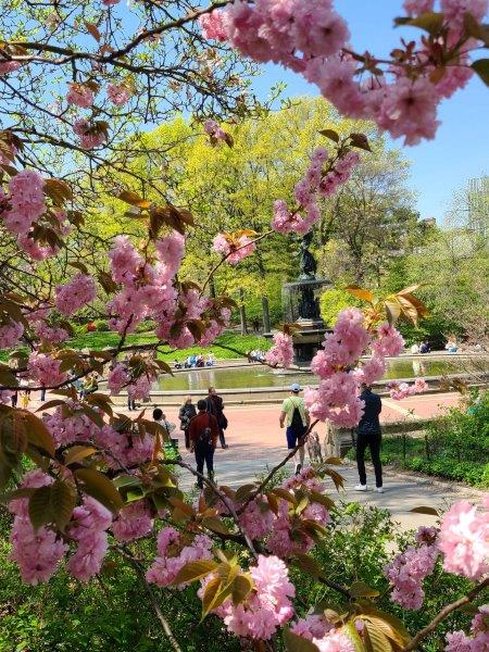 Trees at Bethesda Terrace in full bloom 