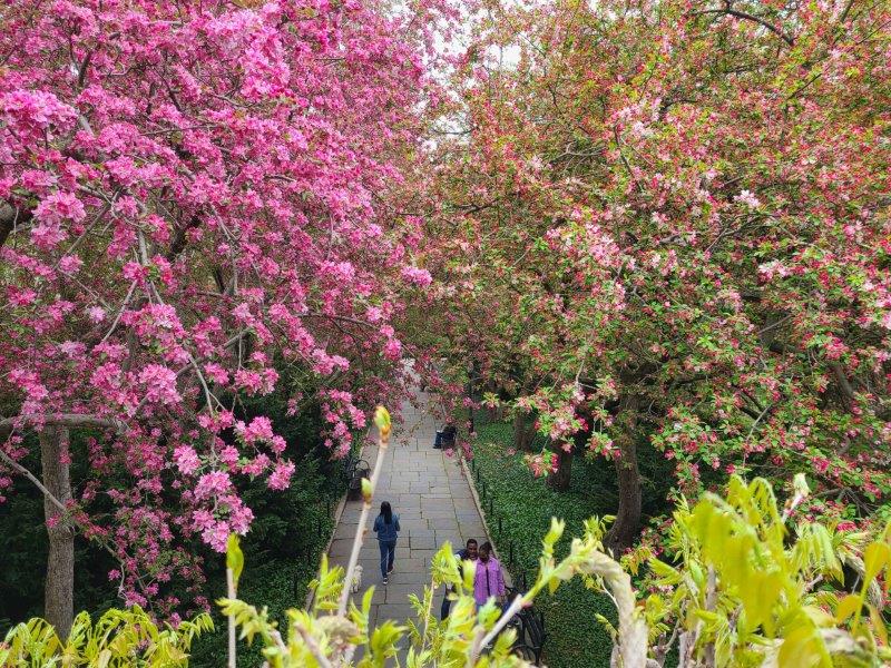 Blossoms at Conservatory Garden