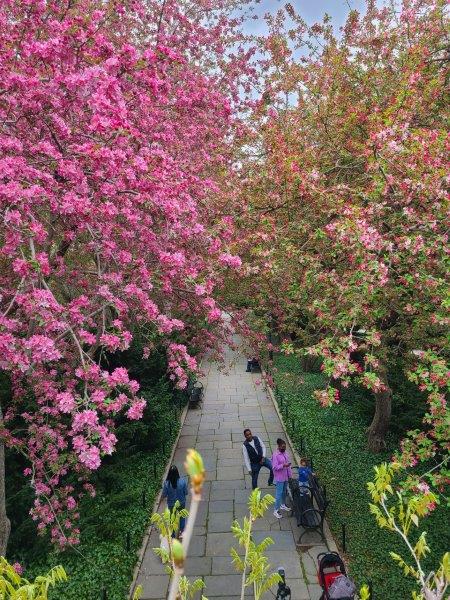 Cherry blossoms in the Conservatory Garden