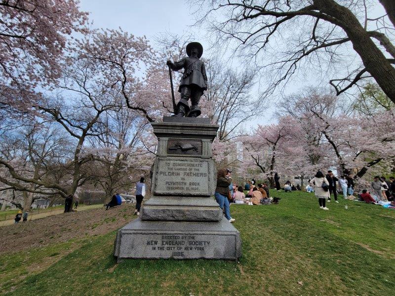 Cherry blossoms in Pilgrim Hill