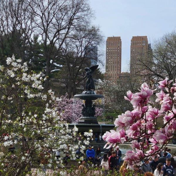 Cherry Blossoms in Bethesda Terrace