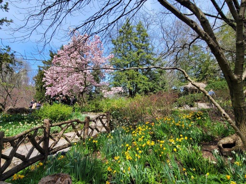 Shakespeare Garden Cherry Blossoms