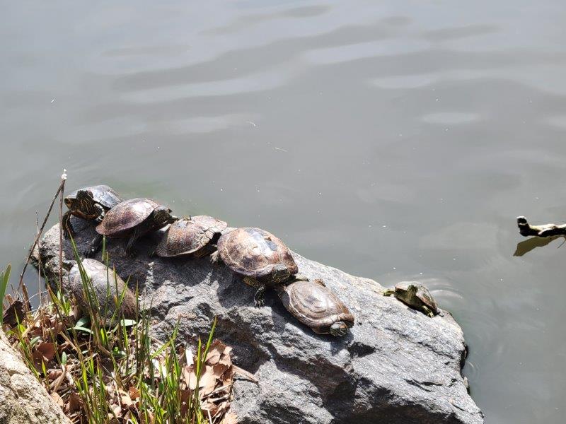 Turtles sunbathing in Central Park