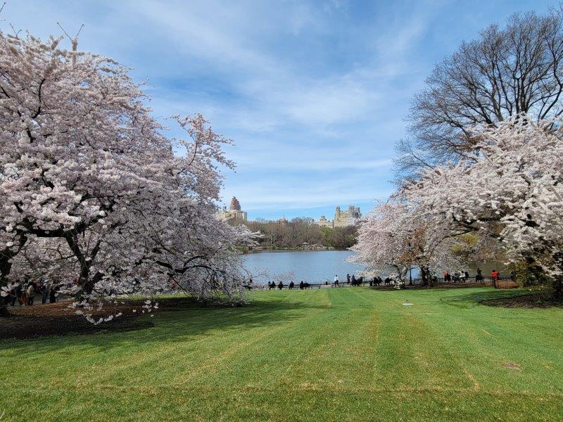 This Park Near NYC Has More Cherry Blossom Trees Than Washington, D.C. —  How to Visit