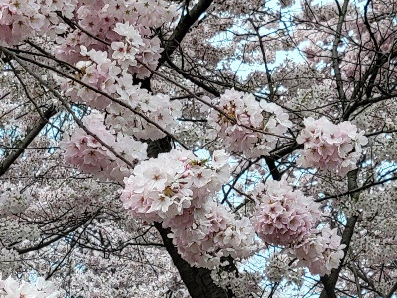 Peak bloom with white flowers