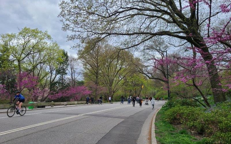 Central Park Loop