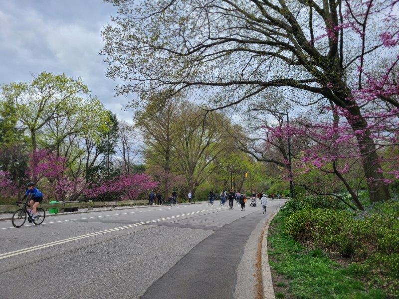 Central Park Loop