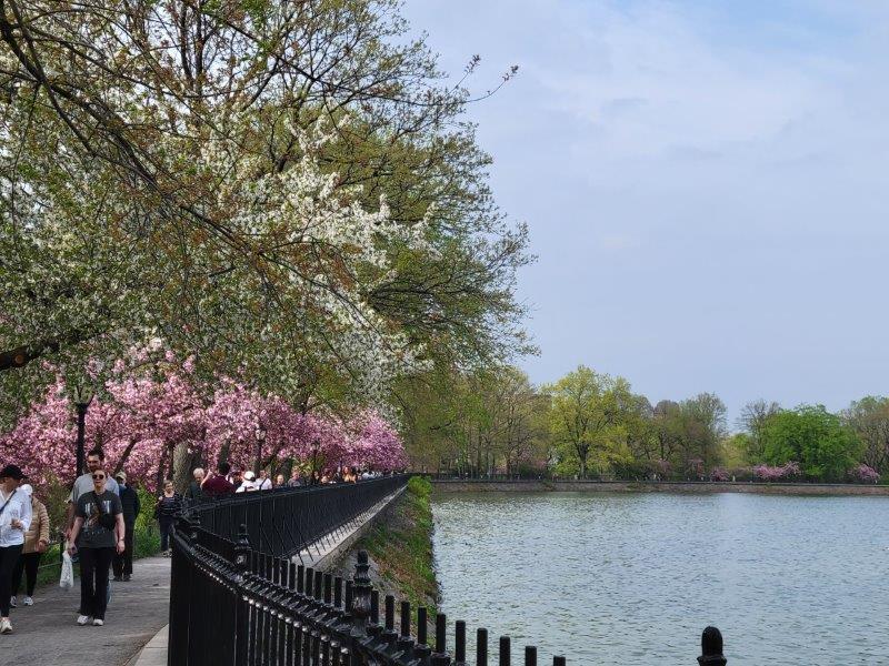 Cherry Blossoms around the Jackie Kennedy Reservoir