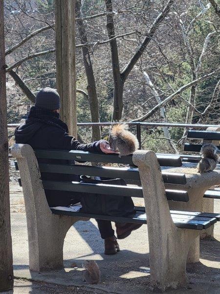 Man feeding squirrels on a wood and concrete bench in Central Park