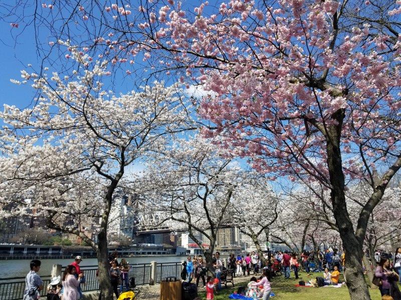 Cherry Blossoms at Roosevelt Island