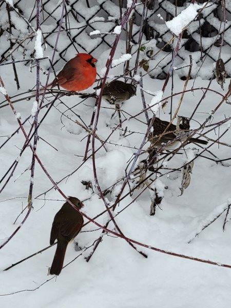 Birds in Central Park after a snowfall