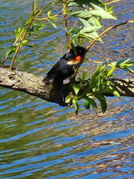 Birds in Central Park in the spring