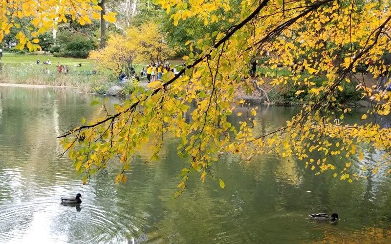 Ducks in Central Park