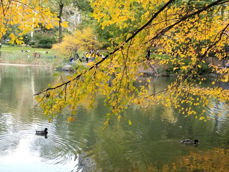 Ducks in Central Park