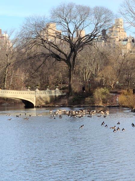 Ducks near the Bow Bridge