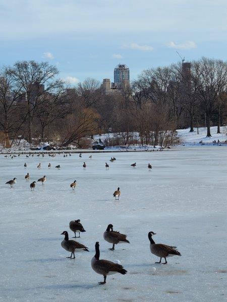 Ducks on a frozen lake in Central Park