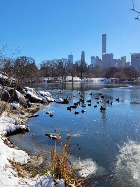 No deer in Centrral Park, these are ducks against the New York skyline