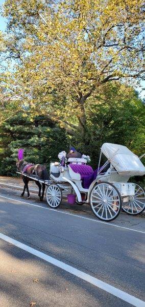 Horse carriages in Central Park