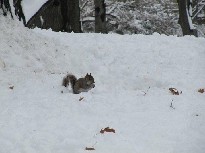 Squirrels in the snow