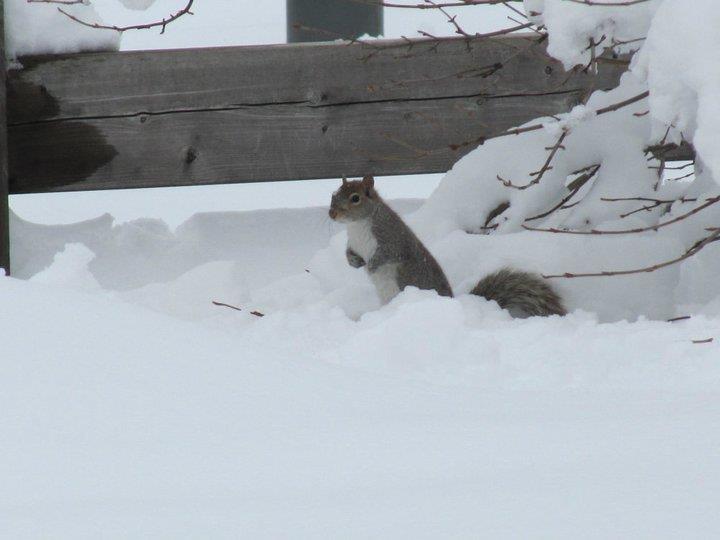 Squirrels in the snow