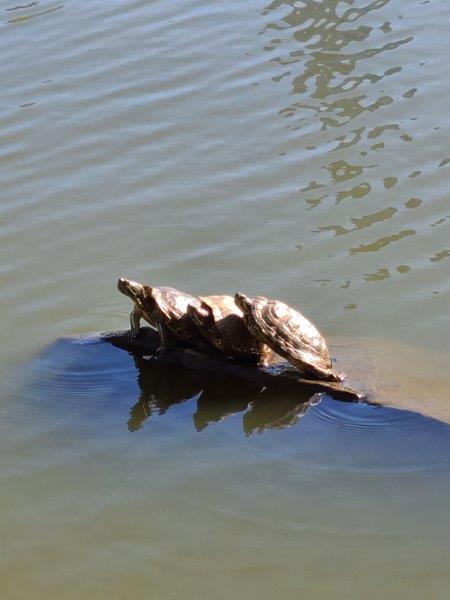 Turtles in the summer