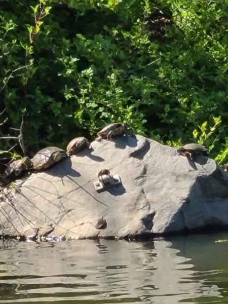 Turtles sunning themselves on the rocks