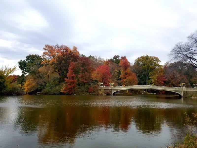 Bow Bridge in Central Park in the Fall surrounded by trees in fall colors