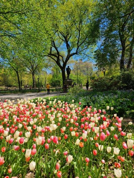 Tulip beds in Central Park by day in the spring