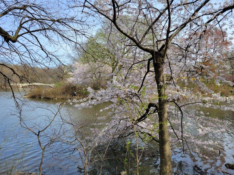 Bow Bridge as seen through Cherry Blossoms across the lake