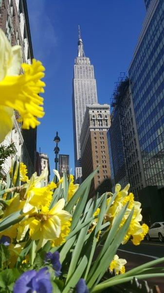 Empire State Building as seen in the spring with daffodils in the foreground