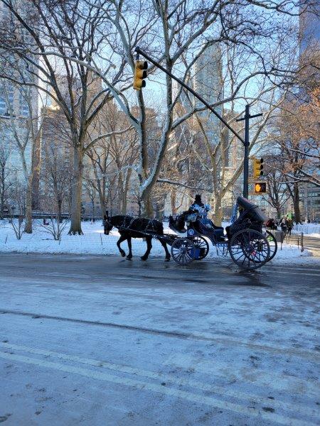 Horse Carriage Rides in NYC after a smowfall