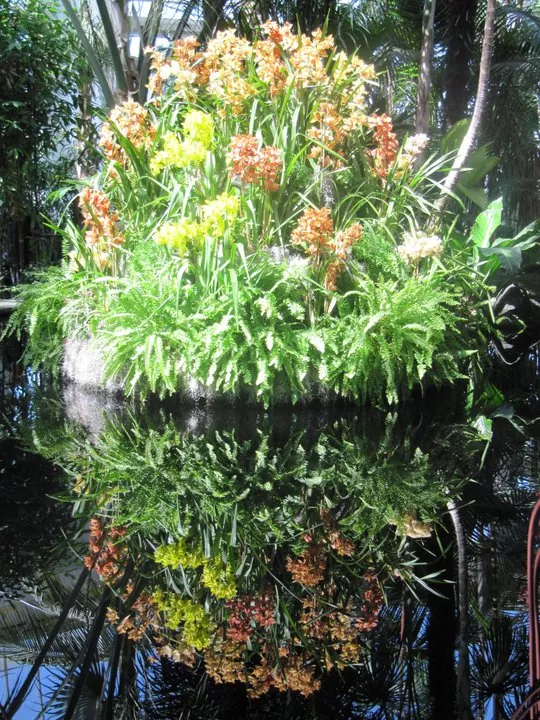 2011 Orchid Show at the New York Botanical Garden
